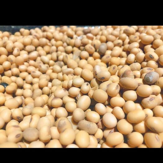 五常市黄大豆 精品黄豆