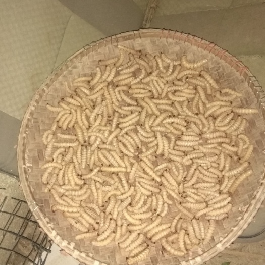 来宾 斗米虫
