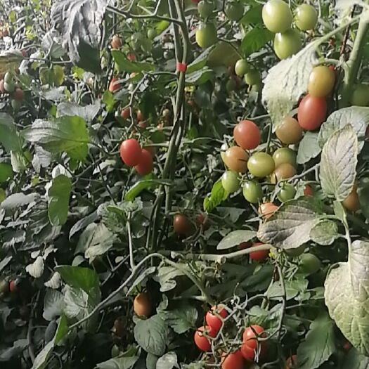 青铜峡市蔬菜大棚 蔬菜类，普罗旺斯水果柿子，西红柿，香芹，油菜，菜心，黄瓜！