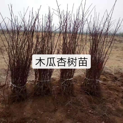 蔚县大接杏树苗
