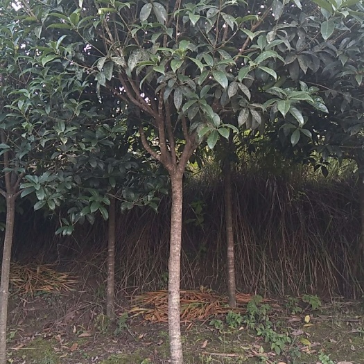 巴中黄金桂花树 金桂