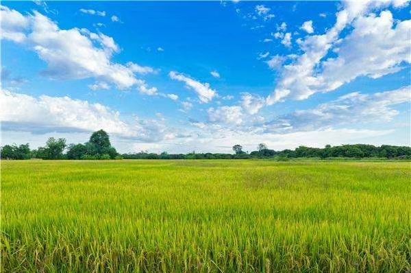 大安市圆粒大米 一等品 一季稻 粳米