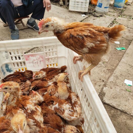 郓城县 脱温红玉鸡苗
