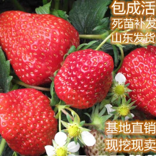 平邑县奶油草莓苗 20~30公分 地栽苗