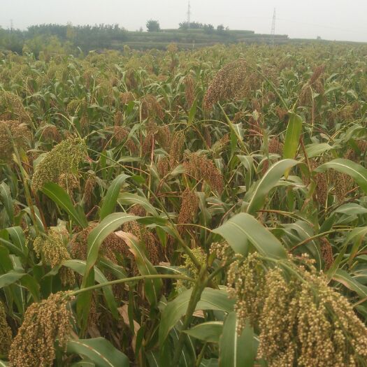 晋中红缨子高粱 自家种植的春粮颗粒饱满，色泽鲜艳