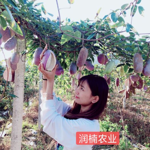 鄱阳县八月瓜苗 八月瓜纯紫品种苗