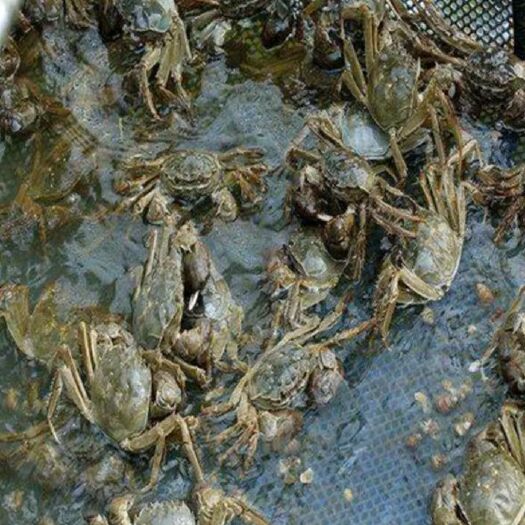 洪湖市 鲜活洪湖大闸蟹