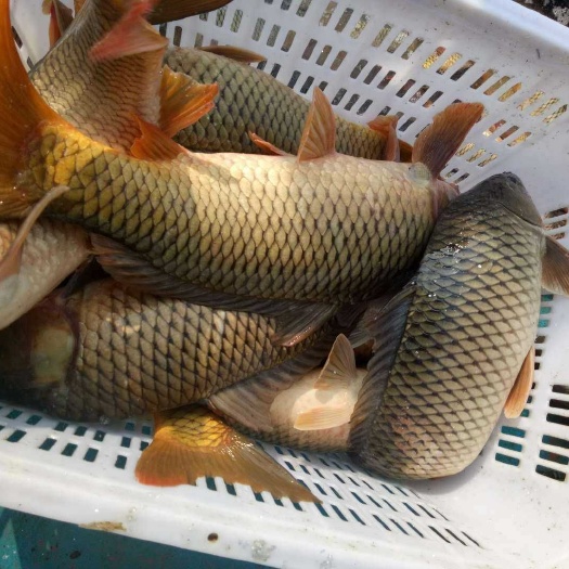 大荔县水库鲤鱼，3－8斤