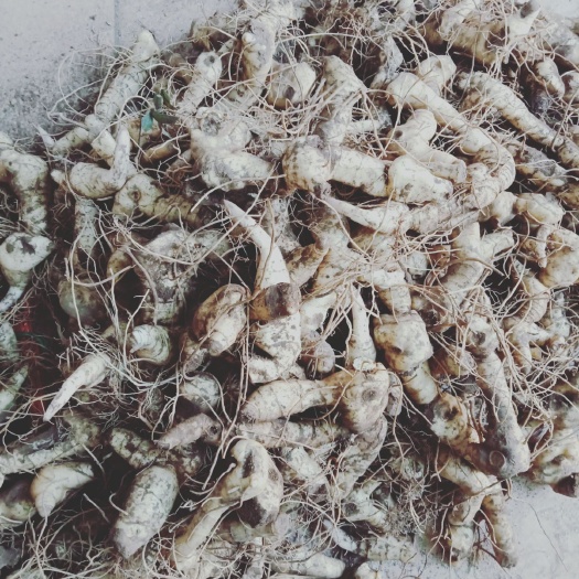 赞皇县鸡头黄精 刚从山上挖的