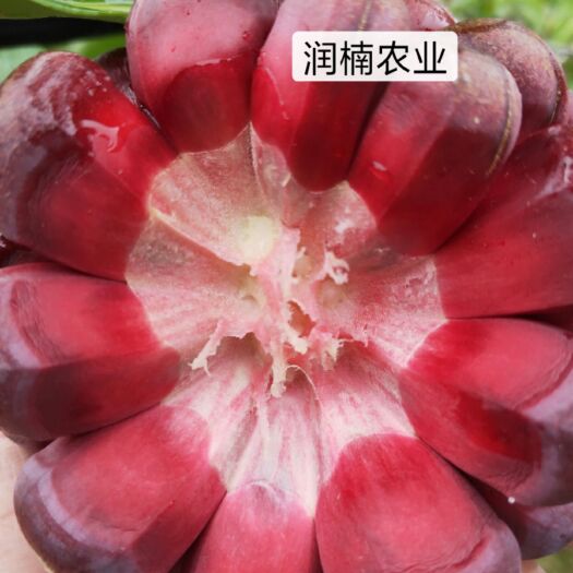 通道县黑老虎 布福娜三年大苗，成活率百分之九十以上