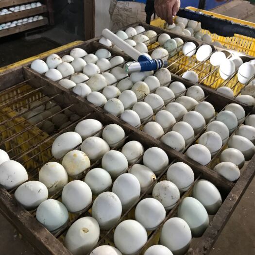 南宁大种杂交鸭苗 大众杂交鸭面 大种麻鸭 出壳包疫苗质量保证 量大包送到家