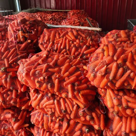 开封七寸红胡萝卜  养殖用胡萝卜，次品胡萝卜，加工，水洗，产地直销，货源充足，