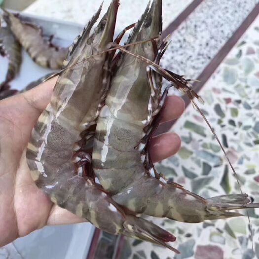 饶平县 活冻虎虾