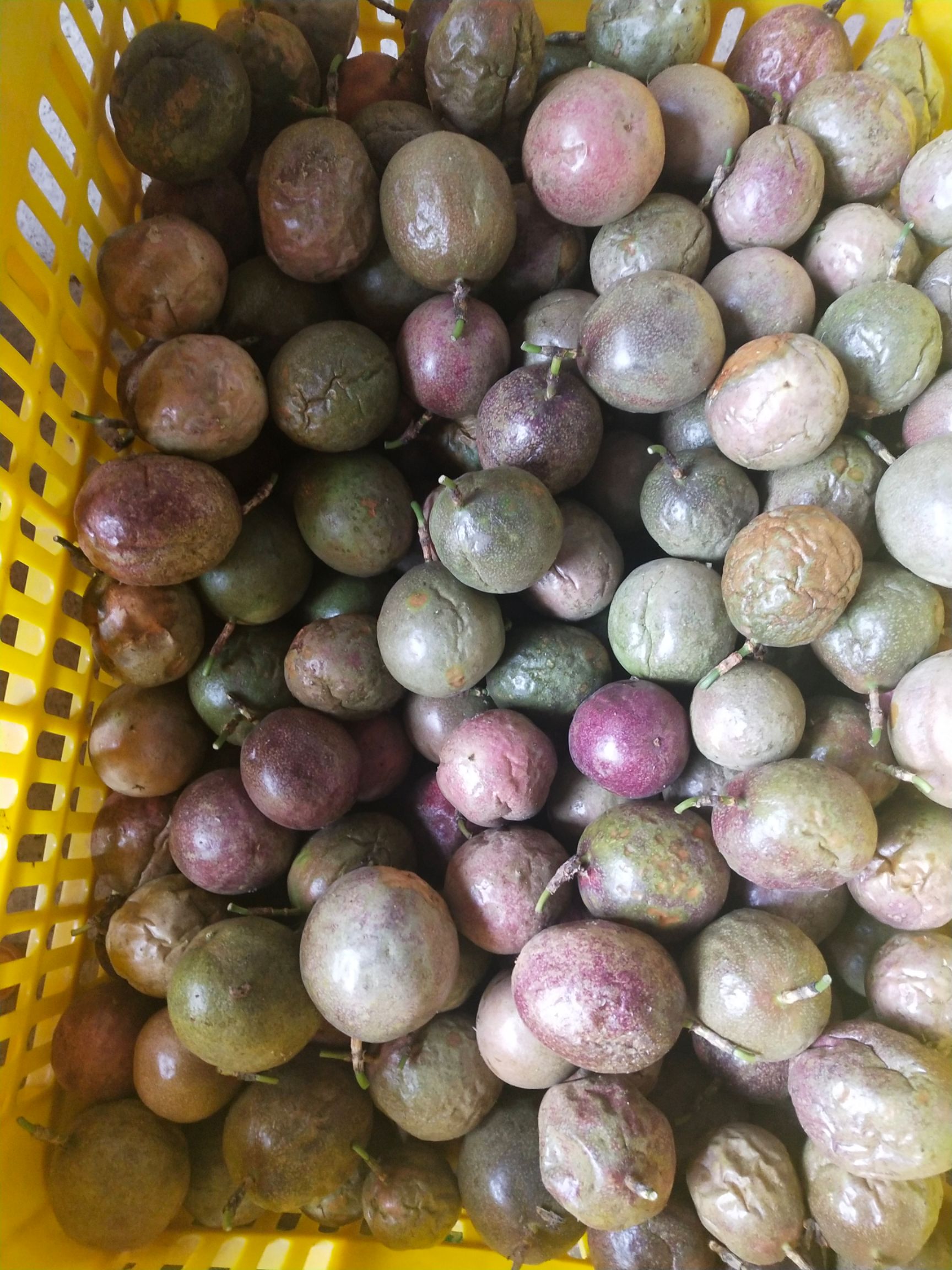 紫香一号百香果  广西百香果皱皮次果 奶茶店专用果 果汁果密