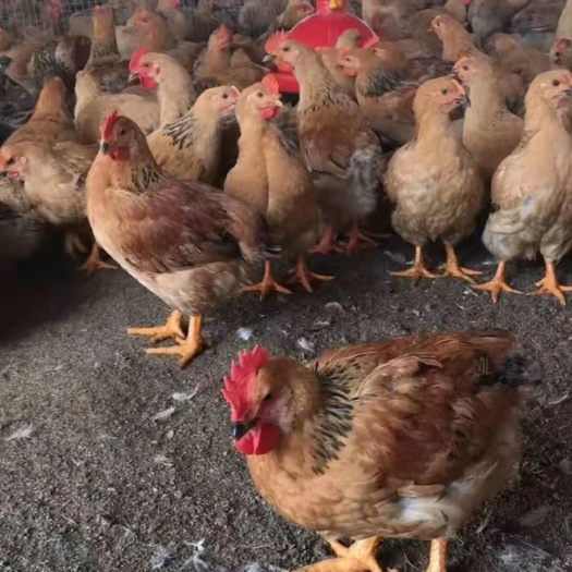 沭阳县土鸡苗 统货