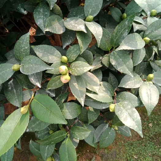 漳平市 大棵茶花 带花苞 香茶花 高1米以上 冠幅70公分以上
