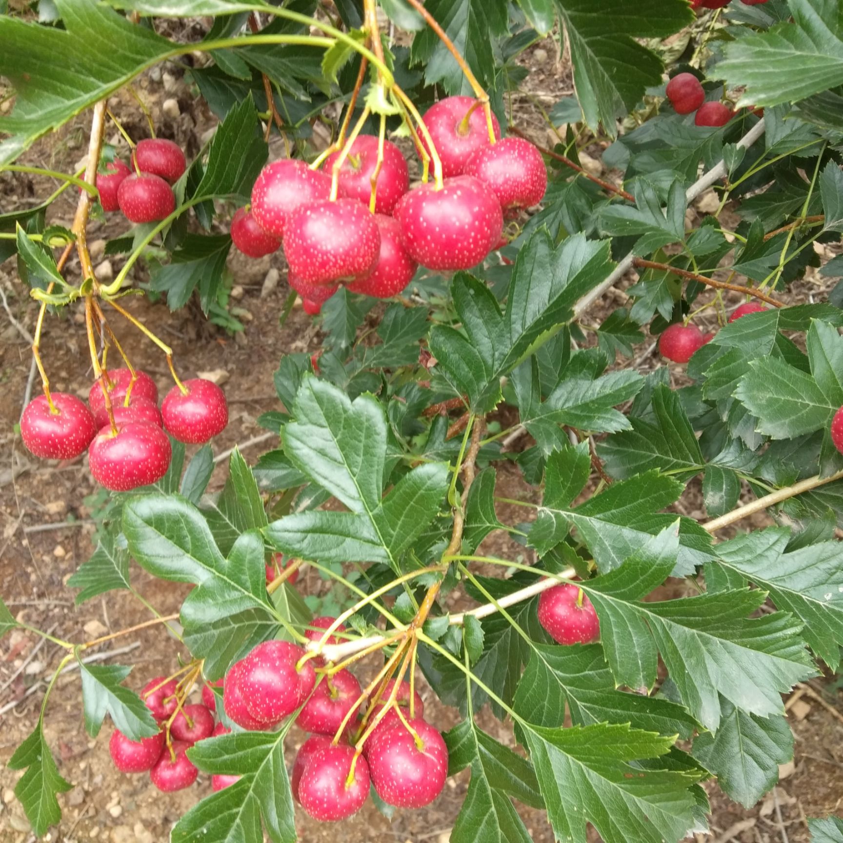 甜口山楂 甜红子