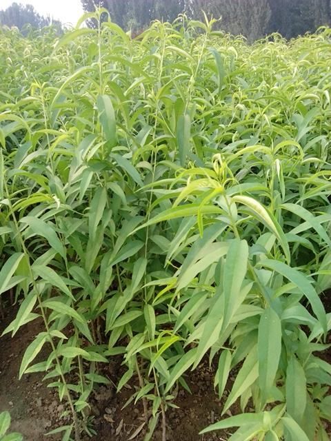泰安毛桃苗 海量供应02-2公分桃树实生苗