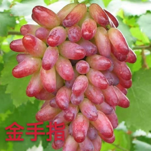 平邑县金手指葡萄苗