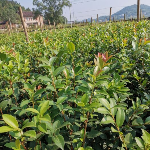 攸县 湘林高产嫁接白花油茶苗杯苗裸根苗