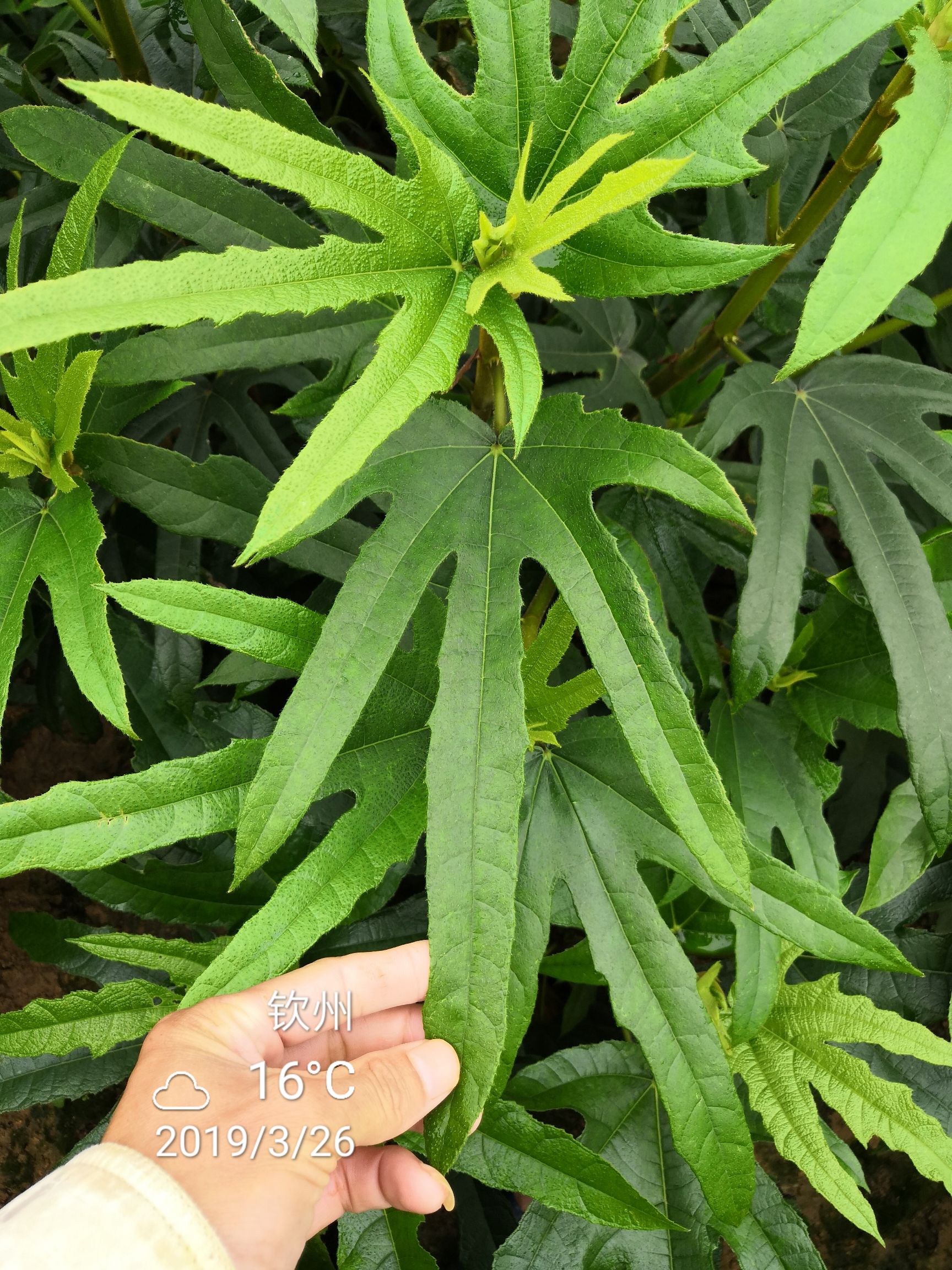 五指毛桃根，农家致富好项目，中药材五指毛桃苗，种植包教包会