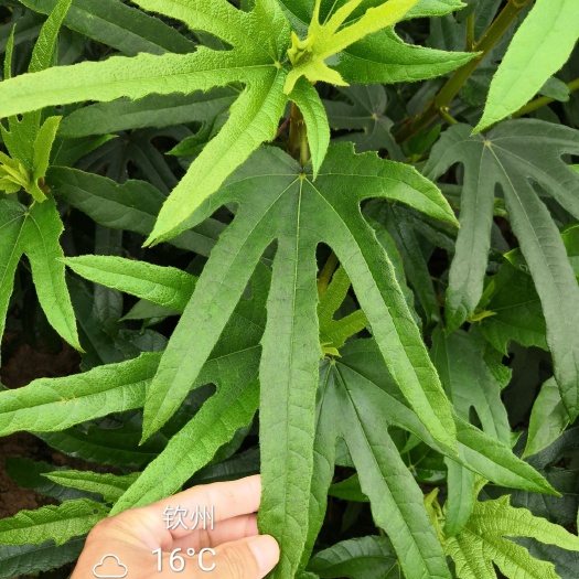 五指毛桃根，农家致富好项目，中药材五指毛桃苗，种植包教包会