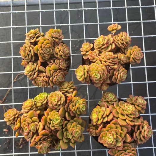 昆明腊牡丹 啦牡丹，三年小老桩，冠幅13公分左右，高度6公分左右