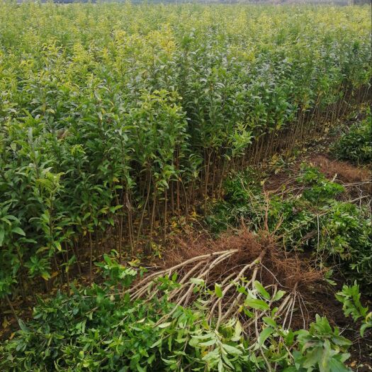 平邑县 石榴树苗花牡丹石榴苗绿化石榴苗现挖现售