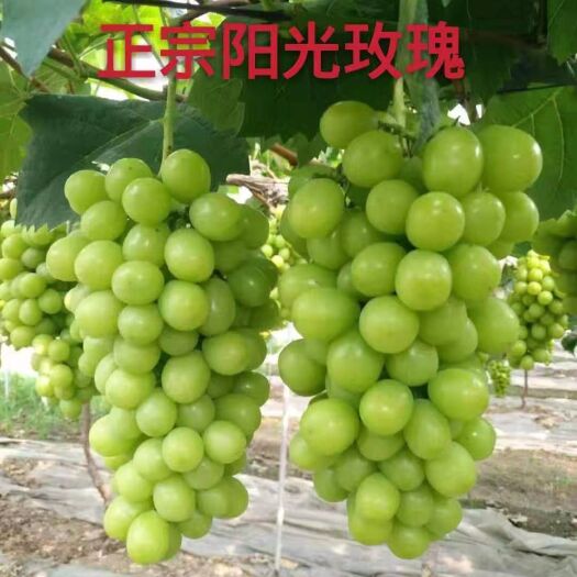 平邑县阳光玫瑰葡萄苗
