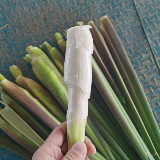 上海双季茭白 晚茭