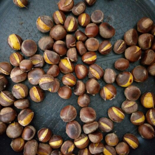 费县临沂板栗 6-12个月