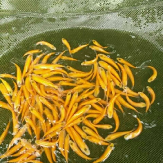 佛山 俄罗斯金丝鲩鱼苗十自孵水花