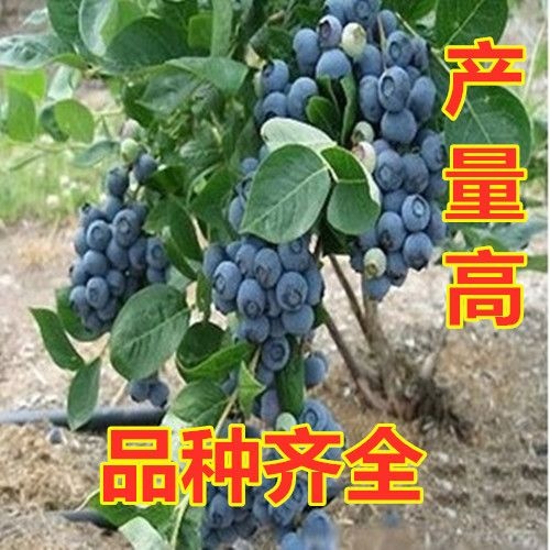 平邑县 热销山东蓝莓苗 产量高 好种植 提供技术管理 当年结果