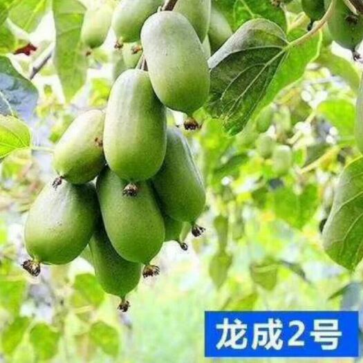 盖州市耐寒的软枣猕猴桃苗