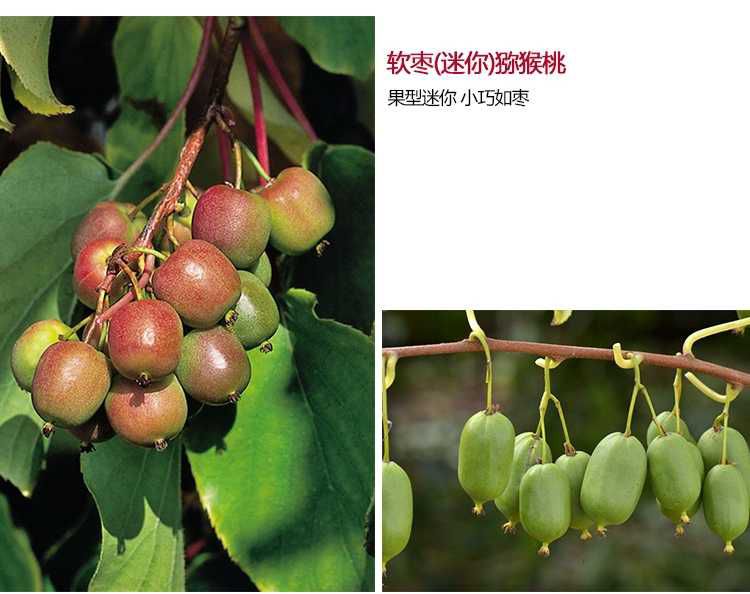 平邑县软枣猕猴桃苗 优质嫁接苗实生苗南北方种植产量高可带种植技术喜欢联系