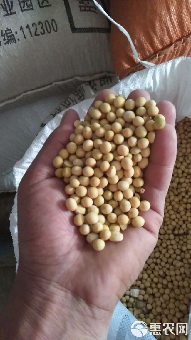  大豆/黄豆/东北高蛋白育种豆/亩产千斤豆/五万多斤种豆/出售