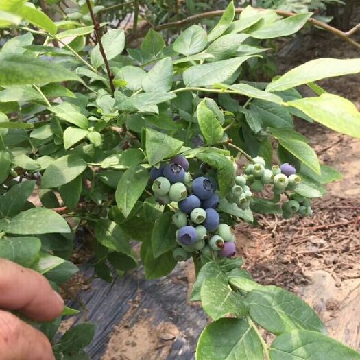 泰安 蓝莓苗供应，品种齐全