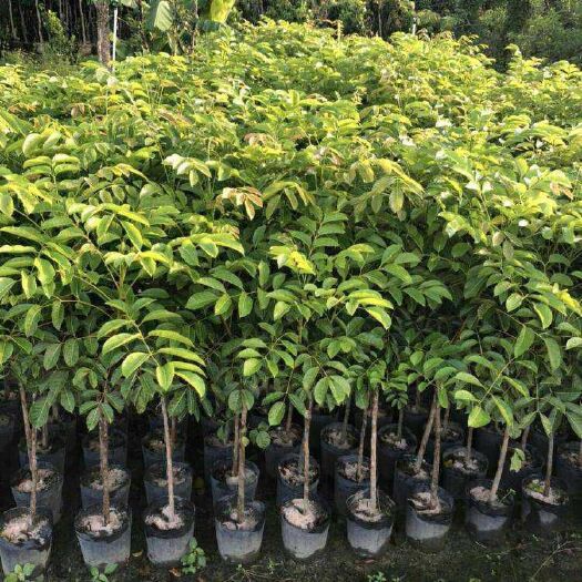 灵山县 橄榄苗青橄榄苗耐寒品种南北方可种植四季可种植包邮