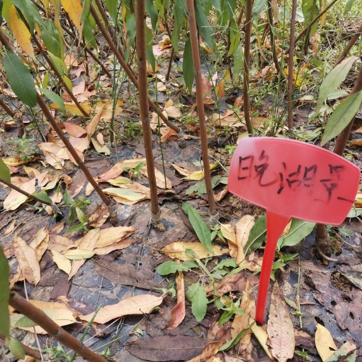 成都 桃树苗 桃苗   优质桃苗  晚湖景桃苗  大量批发 品种纯