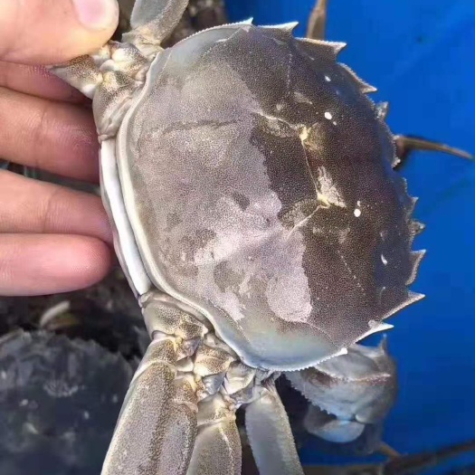  湖北汉川汈汊湖精品大闸蟹