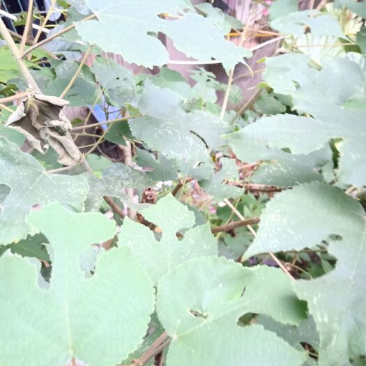 深圳 大家要买苹果喜欢找我
