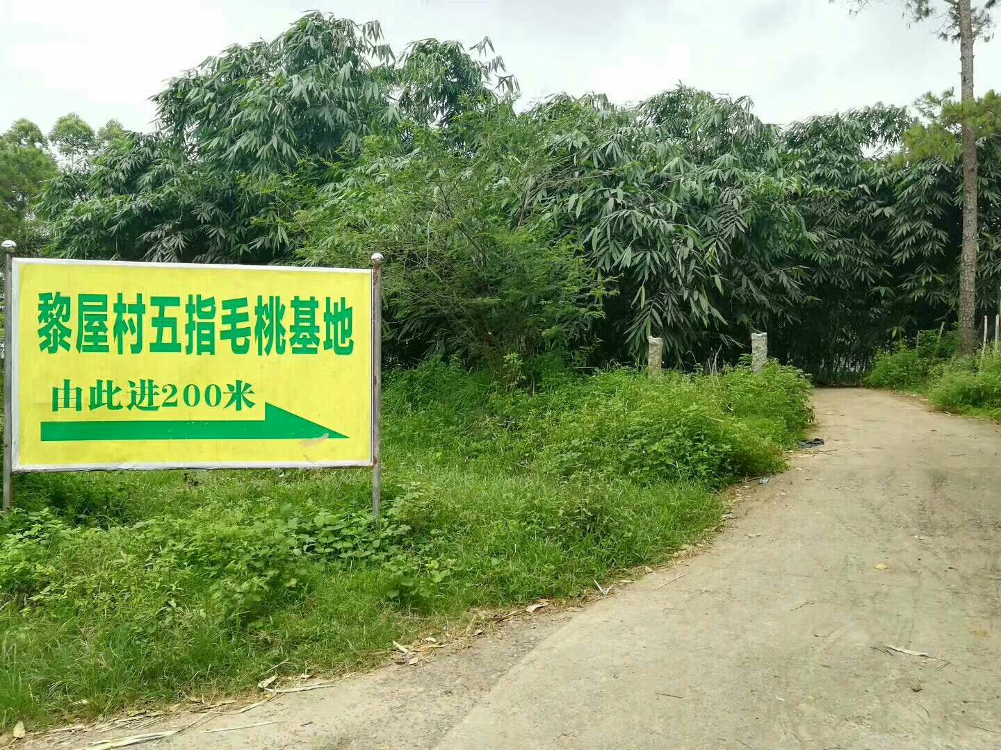 五指毛桃苗 种植周期短易管理，投资成本较低，经济效益高