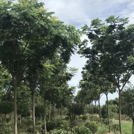 南京南栾  栾树价格12公分14公分15公分价格