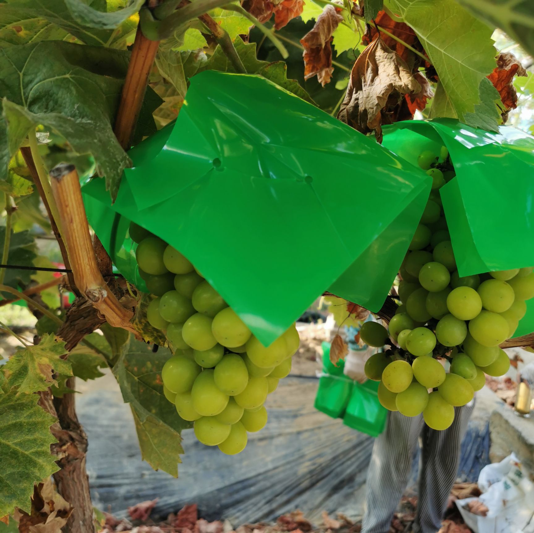 种植套袋  葡萄套袋 葡萄防鸟防果锈防日烧伞罩厂家直销