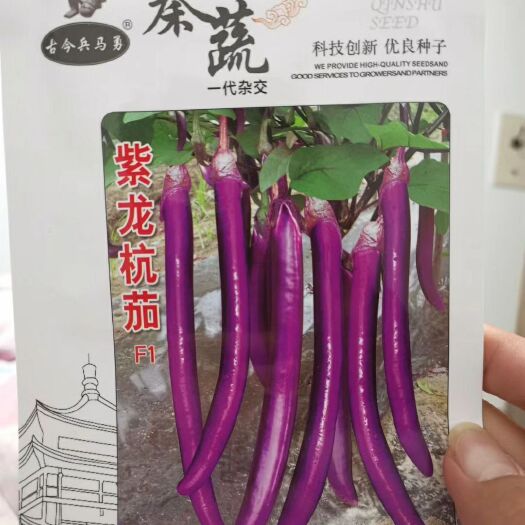 郑州茄子种子 紫龙杭茄