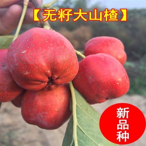 平邑县普通山楂苗 新品种无籽山楂苗南北方种植当年结果苗喜欢可联系