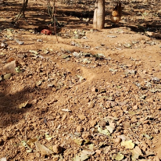 唐山 纯山坡林地散养土鸡蛋