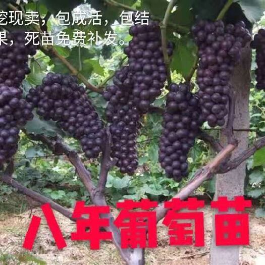 平邑县 葡萄苗真品发货