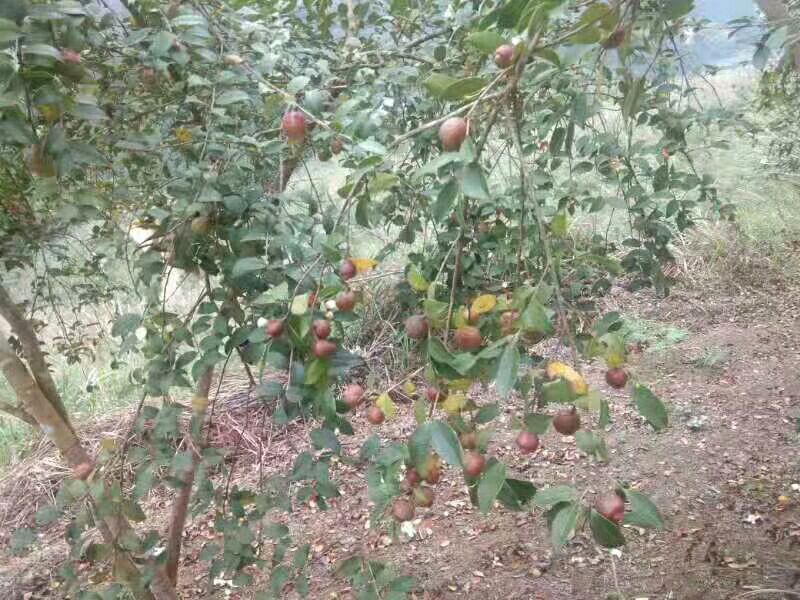 压榨山茶油  广西寿乡纯绿色山茶油    现榨现榨 一贵就赔