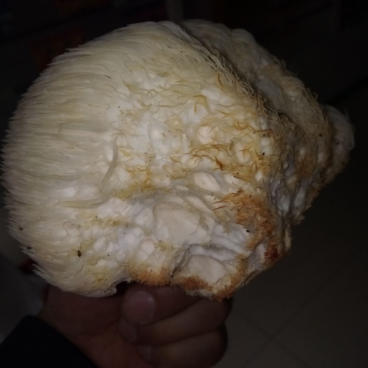 略阳县 野生椴木猴头菇，说明一下不是古田，和东北猴头菇，是陕西猴头菇